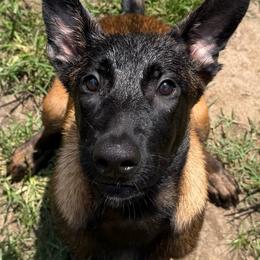 Dark purple collar 12 - Fawn female Belgian Malinois puppy in Midway, Georgia from C4MALINOIS