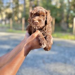 Mr Emerald - Brown and white Portuguese Water Dog puppy in Grants Pass, Oregon from Rogue River Portuguese Water Dogs