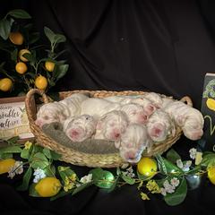 Clumber Spaniel Puppies from Lemontree Clumbers
