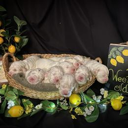 Clumber Spaniel Puppies from Lemontree Clumbers