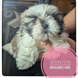 Wonton - Tricolor female Shih Tzu puppy in Orient, Ohio from Forever Friends Shih-Tzu