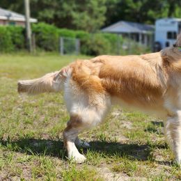 Golden Retrievers from Golden's of Hickory Hammock