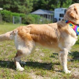 Golden Retrievers from Golden's of Hickory Hammock