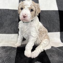 Philly - Cream male Goldendoodle puppy in Annville, Pennsylvania from Bellegrove Goldendoodles