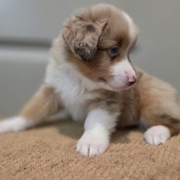 Green - Red merle male Miniature American Shepherd puppy in Statesboro, Georgia from Azure Miniature American Shepherds