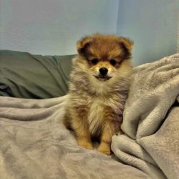 Ollie - Orange sable male Pomeranian puppy in Rogers, Arkansas from Premium Poms
