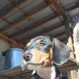 Chihuahua and Dachshund Puppies from Hope's pups