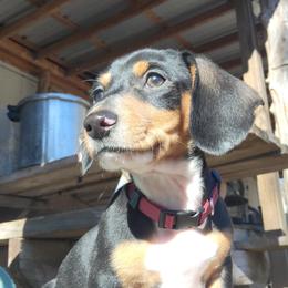 Chihuahua and Dachshund Puppies from Hope's pups