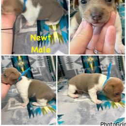 Newt - White and blue fawn male Teddy Roosevelt Terrier puppy in Farmersville, Texas from The Oasis Teddy Roosevelt Terriers