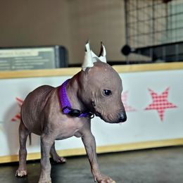 Girl 2 - Liver female Xoloitzcuintli puppy in Myakka, Florida from Experience The Wild