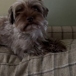 Dulce - Schnoodle