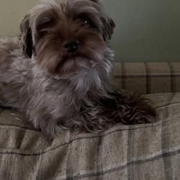 Dulce - Schnoodle
