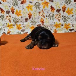 Kendal - Black and tan female Cavalier King Charles Spaniel puppy in Rochelle, Illinois from Lakeview Cavaliers