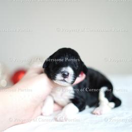 Holly - Black and white female Portuguese Water Dog puppy in Brookville, Ohio from Cornerstones Porties