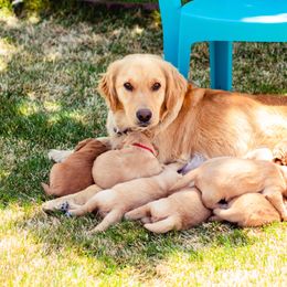 Golden Retriever Puppies from SK Golden Retrievers