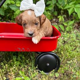 Belle - Apricot female Goldendoodle puppy in Calico Rock, Arkansas from Cottrell’s Poodles & Doodles