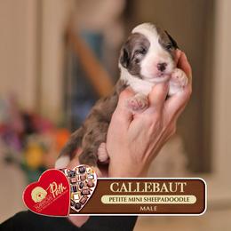 Callebaut - Merle male Sheepadoodle puppy in Cleveland, Tennessee from Narrow Path Old English & Sheepadoodles