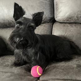 Trouble - Scottish Terrier