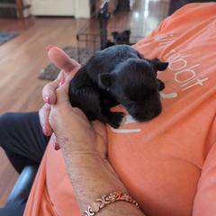 Jaxx - Black male Miniature Schnauzer puppy in Huron, Tennessee from Wilma's Paw-Paw Patch