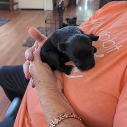 Jaxx - Black male Miniature Schnauzer puppy in Huron, Tennessee from Wilma's Paw-Paw Patch