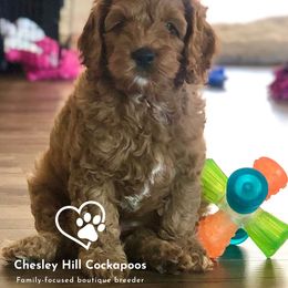 Cockapoo Puppies from Chesley Hill Cockapoos