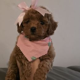 Autumn - Red female Maltipoo puppy in San Diego, California from Maltipoos SD
