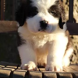 Saint Bernard Puppies from Dementhon Saint Bernards