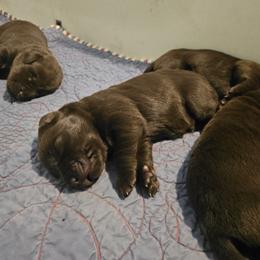 3rd Available - Chocolate male Labrador Retriever puppy in Eugene, Oregon from Humphrey Retrievers