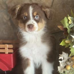 Rtf3 - Red tri-color female Australian Shepherd puppy in Chehalis, Washington from Wandering Acres Ranch