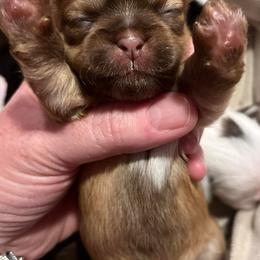 French Bulldogs and Shih Tzus from Frannie and Annie Shih Tzu Babies