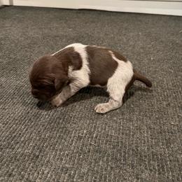 Murphy - Brown and gray male Wirehaired Pointing Griffon puppy in Shelley, Idaho from Western Gundogs