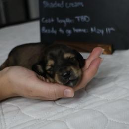 Rolo (light blue collar) - Cream male Dachshund puppy in Prospect, Oregon from Spunky Sausage Pups