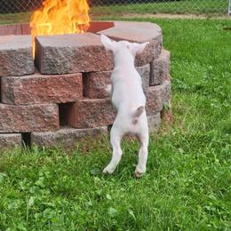 Belle - White female Boxer puppy in Toledo, Ohio from Julie Wilmore Olympic Boxers
