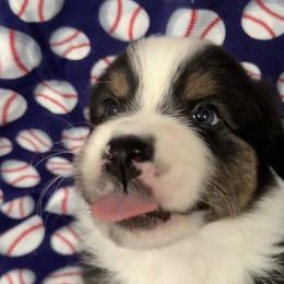 Benny - Black tri-color Australian Shepherd puppy in Fayetteville, Arkansas from Lightning Round Aussies
