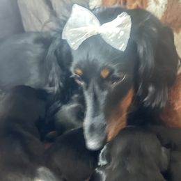 Dachshunds from Neens Weens Kennels