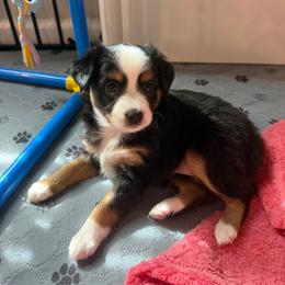 Midnight - Black tri female Miniature Australian Shepherd puppy in Daytona Beach, Florida from Mini Aussie Beach Babies