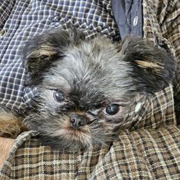 Harriet - Brussels Griffon