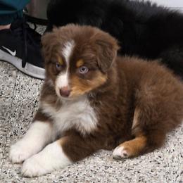Guava - Red tri-color female Australian Shepherd puppy in Albany, Oregon from Red Cloud Australian Shepherds and DeGray Great Danes & Bulldogs