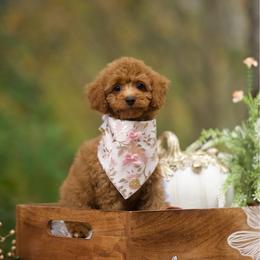 Lane Kim - Red female Cockapoo puppy in Deming, Washington from Heavenly Puppies to Love