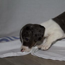 Boots (ready to go home ) - Dapple male Dachshund puppy in Kilgore, Texas from The Barefield Doxies