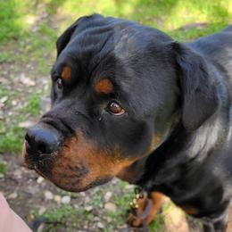 Fegan - Rottweiler