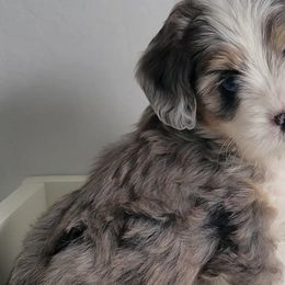 Aussiedoodles, Miniature Australian Shepherds, and Toy Australian Shepherds from Valley Toy Aussies