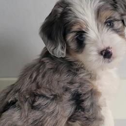 Aussiedoodles, Miniature Australian Shepherds, and Toy Australian Shepherds from Valley Toy Aussies