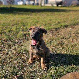 Hanz - Sable male German Shepherd puppy in Motley, Minnesota from Von Thomson Haus