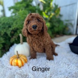 Ginger - Red  female Goldendoodle puppy in Oxford, Pennsylvania from FriendlyPals