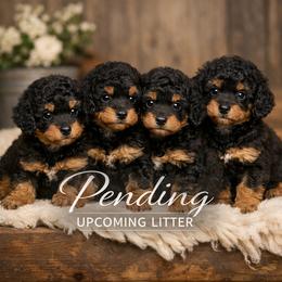 Poodle All Grown Up from Shieldwall Kennels