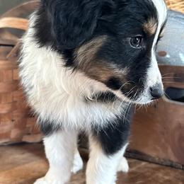 Tom Petty - Black tri-color male Australian Shepherd puppy in New Boston, New Hampshire from Painted Pup Australian Shepherds