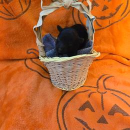 Roman - Black male Poodle puppy in Cedar Grove, North Carolina from Toy Poodles of NC
