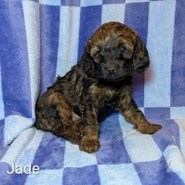 Jade - Brown and tan female Cockapoo puppy in Sunset, Louisiana from Cano Cockapoos