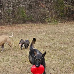 American Bully Puppies from Night Court Bullies